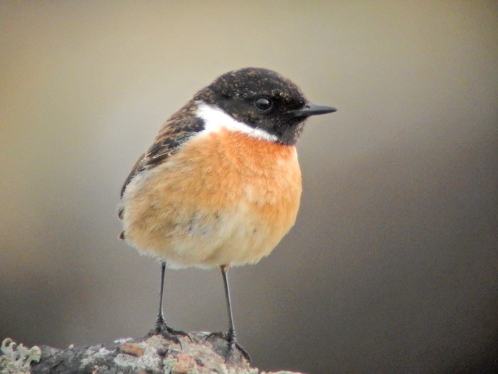 Stonechat