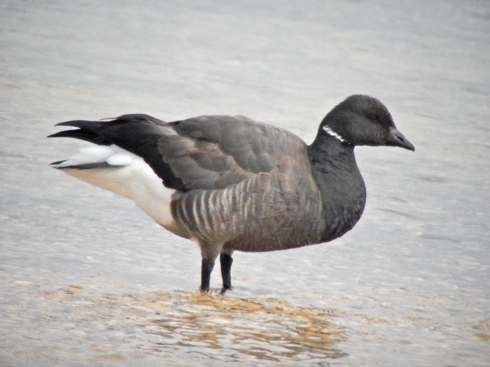 Dark-bellied Brent Goose