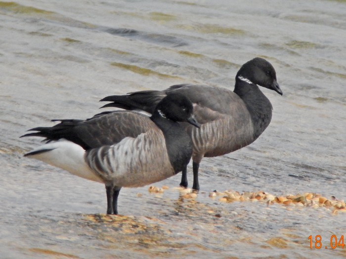 Dark-bellied Brent Goose