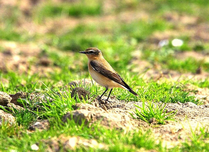 Wheatear