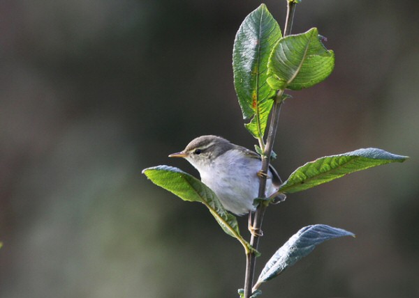 Arctic Warbler