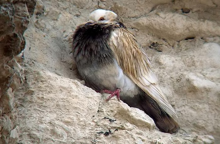 Rock Dove