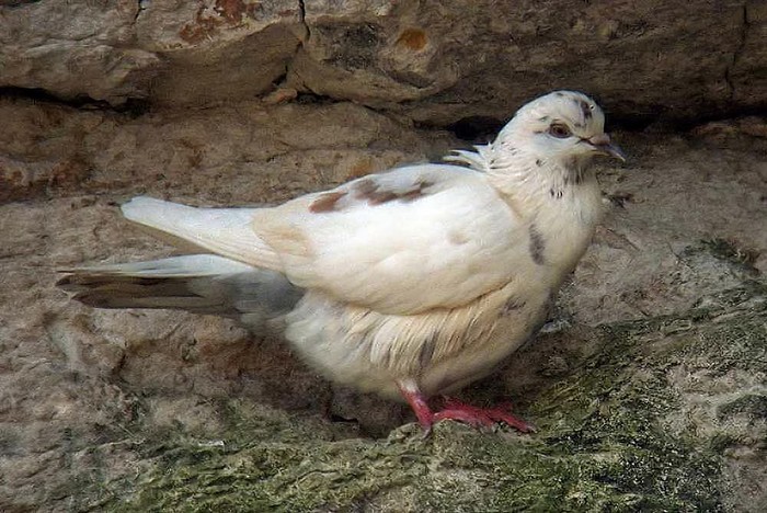 Rock Dove