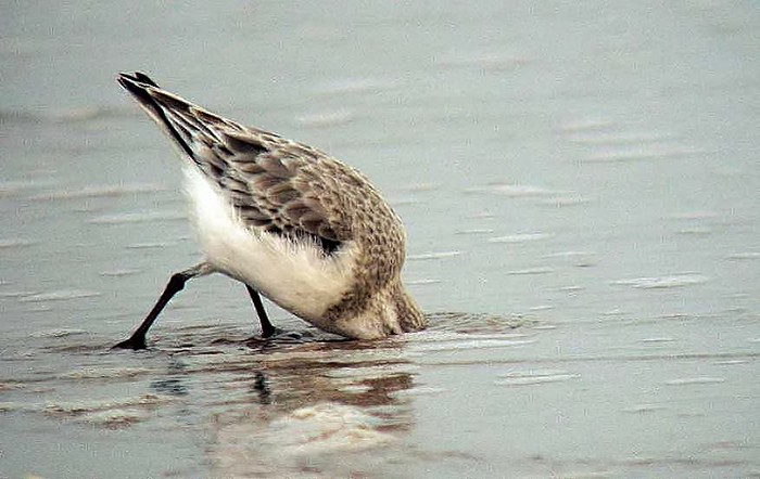 Sanderling