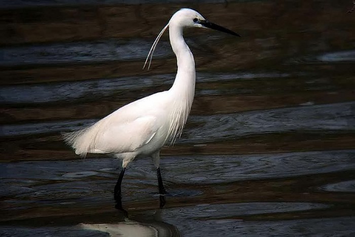 Little Egret