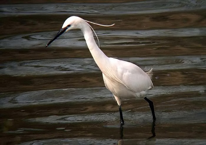 Little Egret