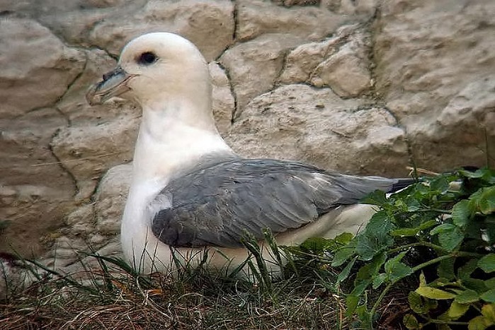 Fulmar