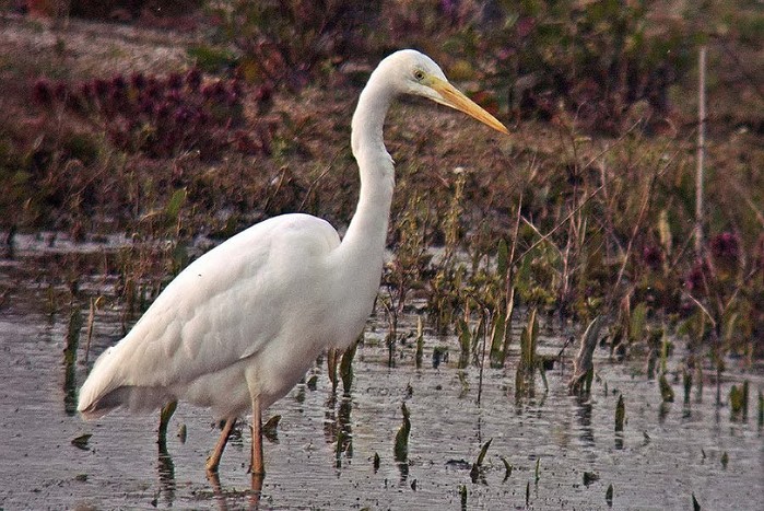 Great White Egret