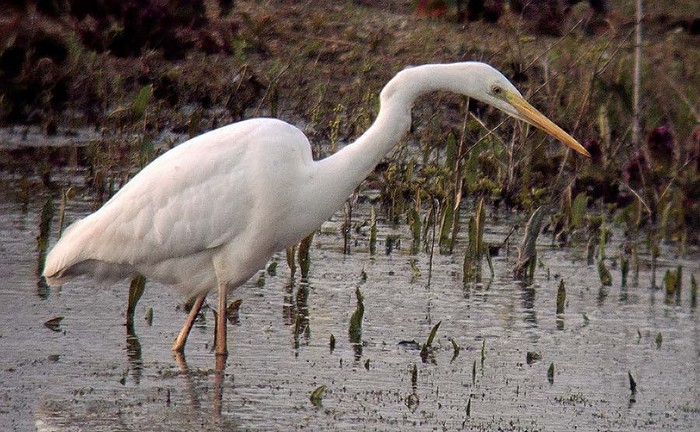 Great White Egret