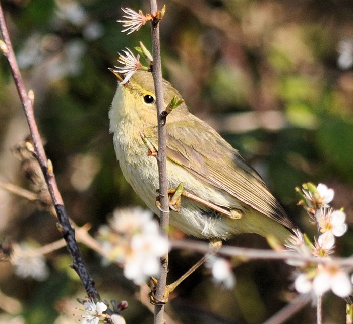 Iberian Chiffchaff