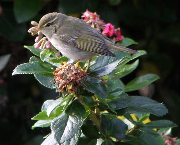 Arctic Warbler