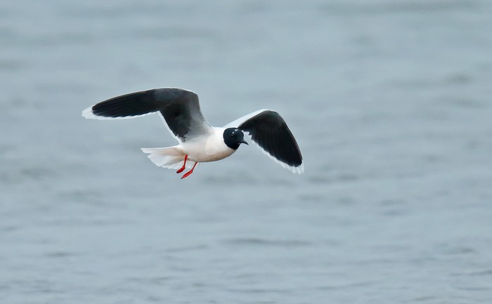 Little Gull