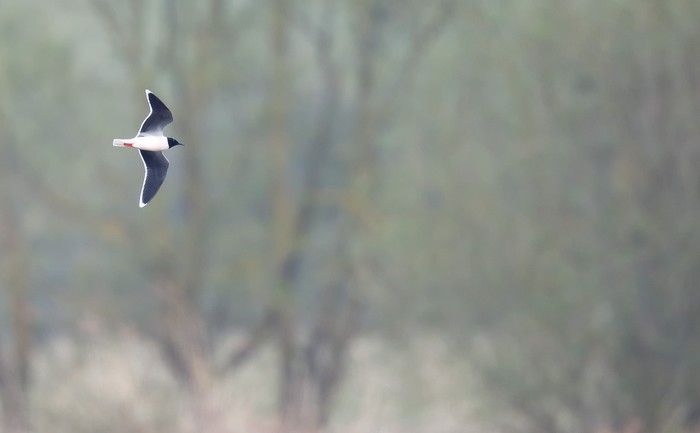 Little Gull
