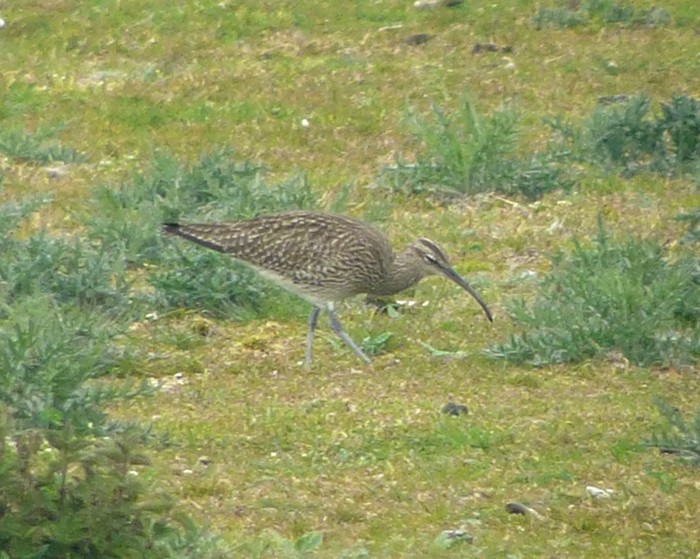 Whimbrel