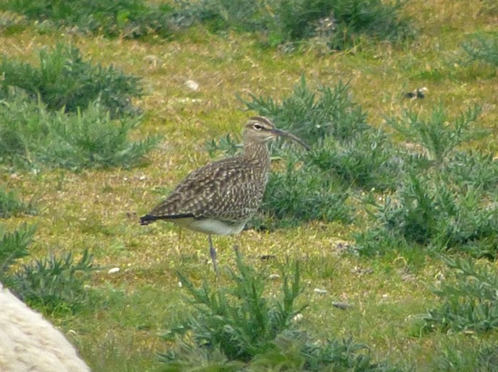 Whimbrel