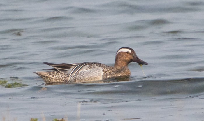 Garganey