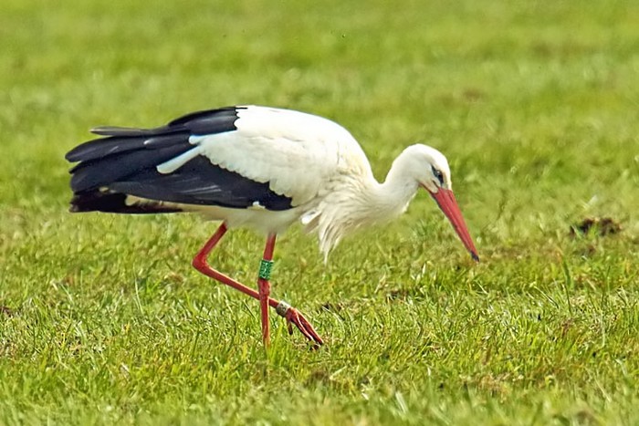 White Stork