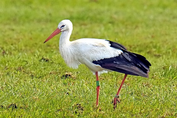White Stork