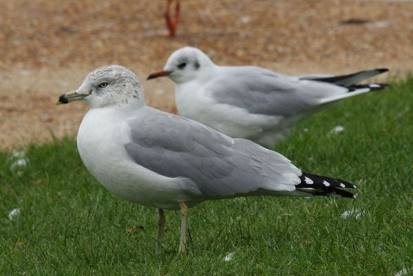 Ring-billed Gull