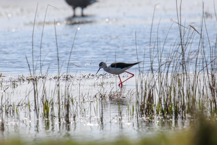 Black-winged Stilt