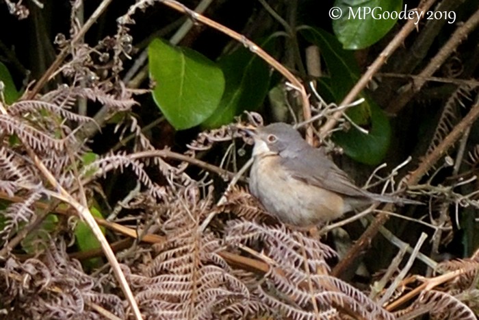 Subalpine Warbler