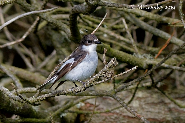 Pied Flycatcher