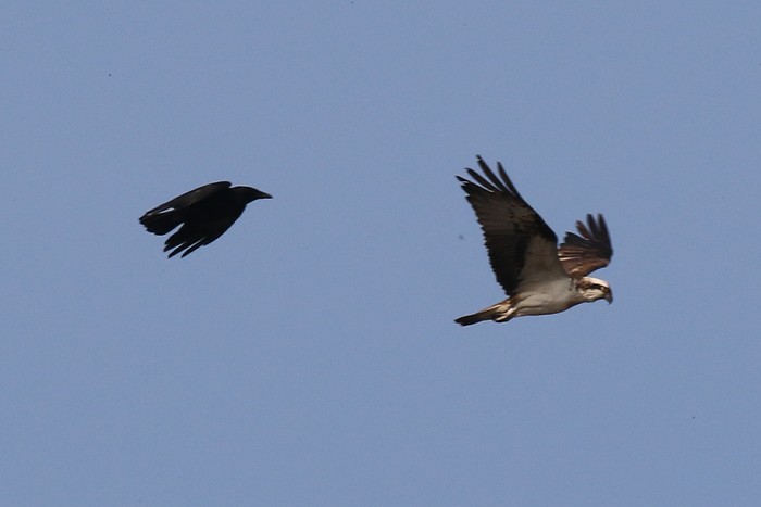 Osprey