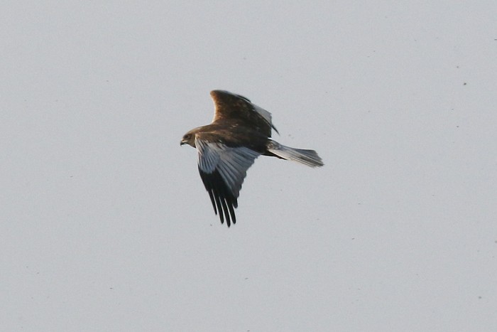 Marsh Harrier