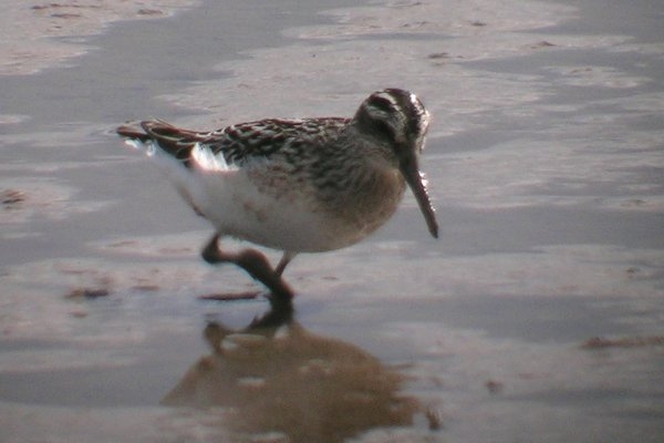 Broad-billed Sandpiper