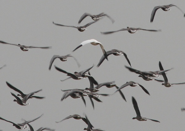 Snow Goose