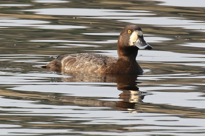 Scaup