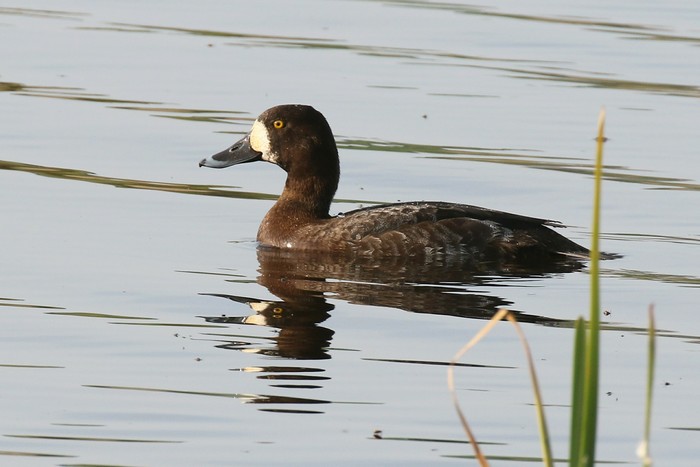 Scaup