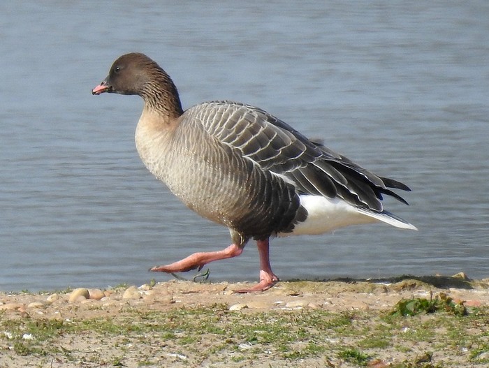 Pink-footed Goose
