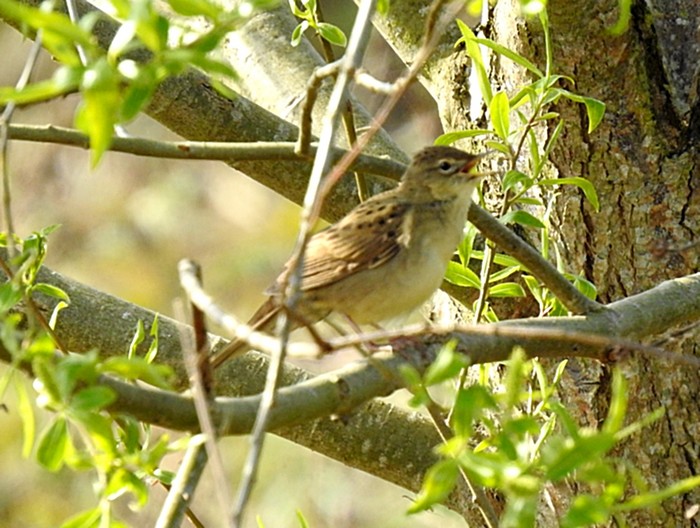 Grasshopper Warbler