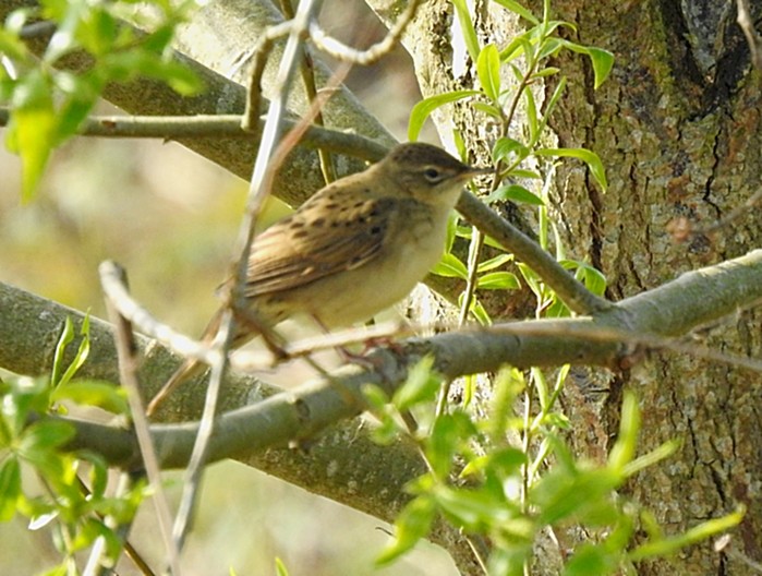 Grasshopper Warbler