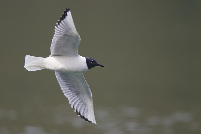 Bonaparte's Gull