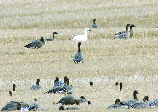 Snow Goose