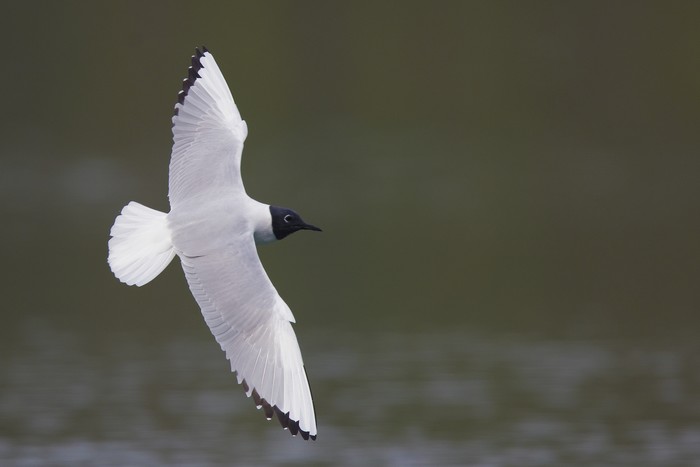 Bonaparte's Gull