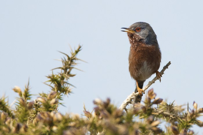 Dartford Warbler
