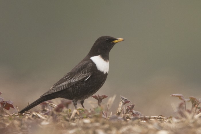 Ring Ouzel