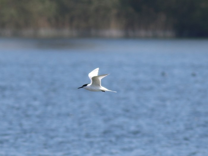 Sandwich Tern