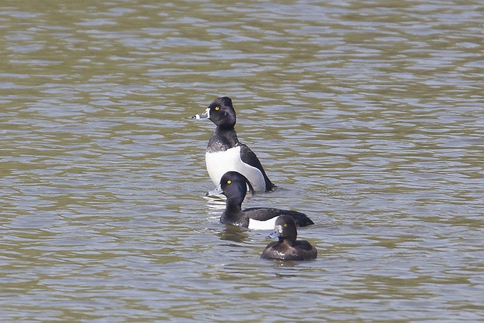 Ring-necked Duck