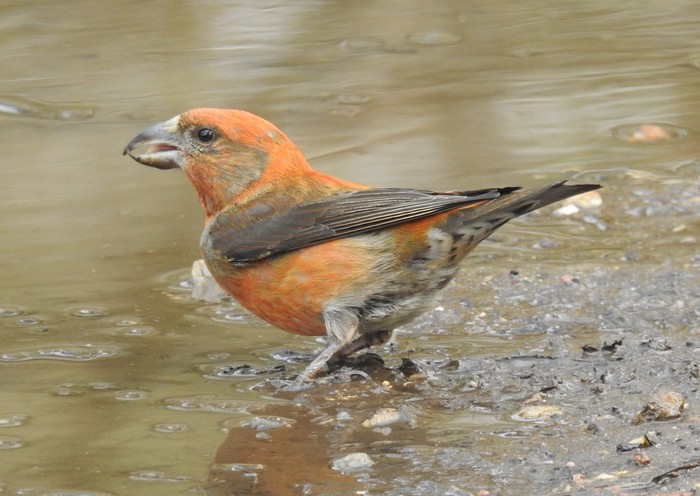 Crossbill