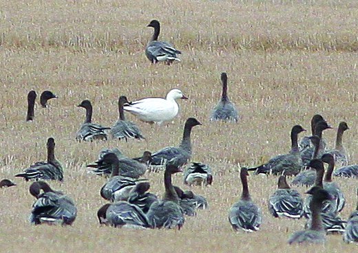 Snow Goose