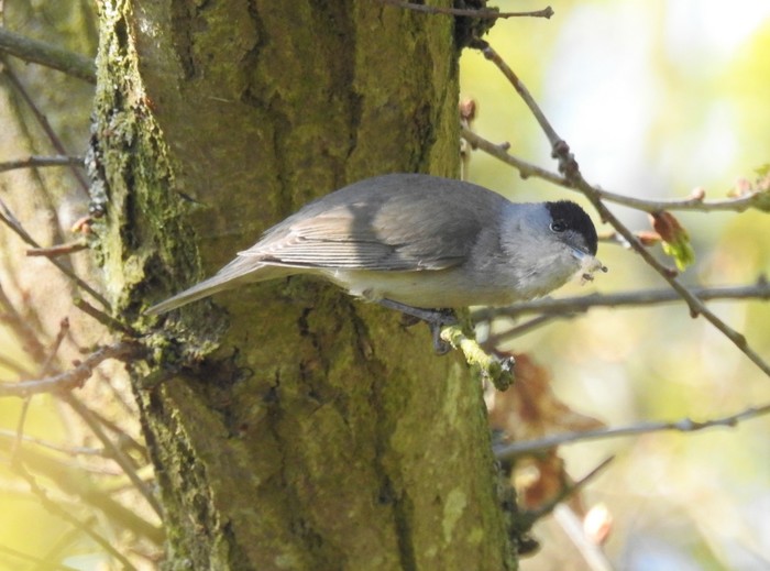 Blackcap