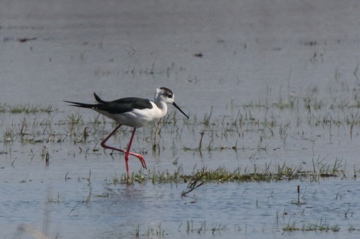 Black-winged Stilt