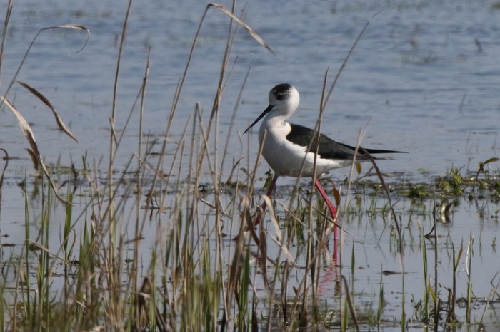 Black-winged Stilt