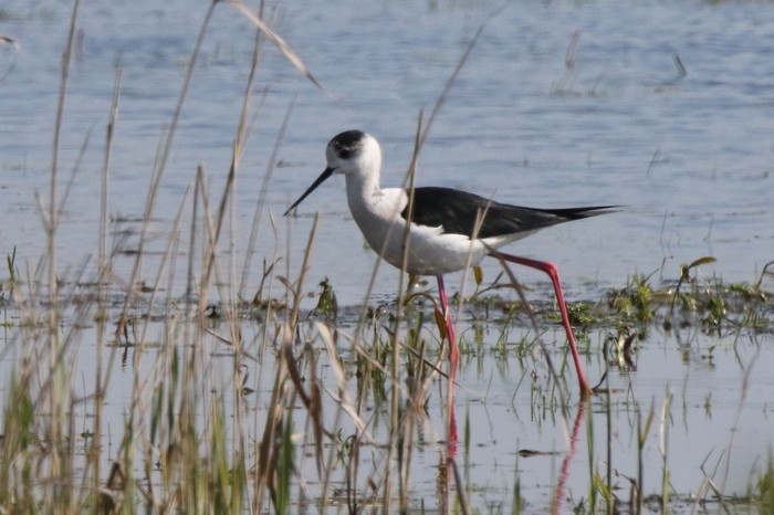 Black-winged Stilt