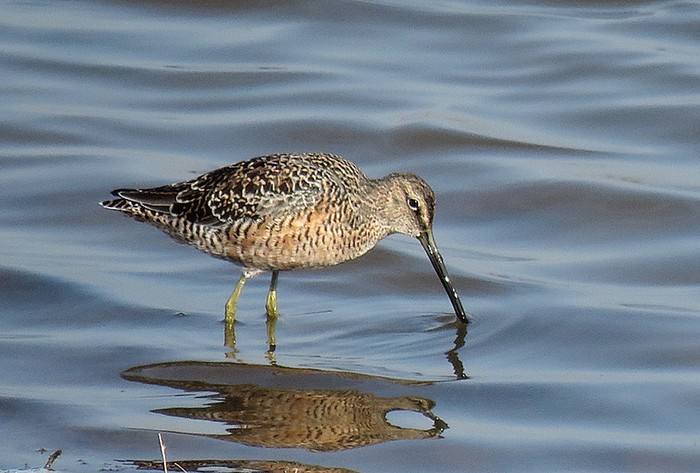 Long-billed Dowitcher