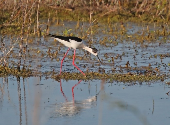 Black-winged Stilt